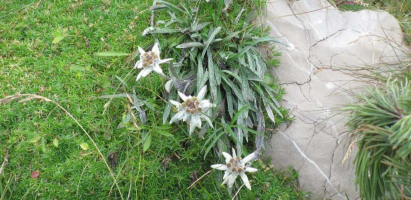 Бавария и Бодензее